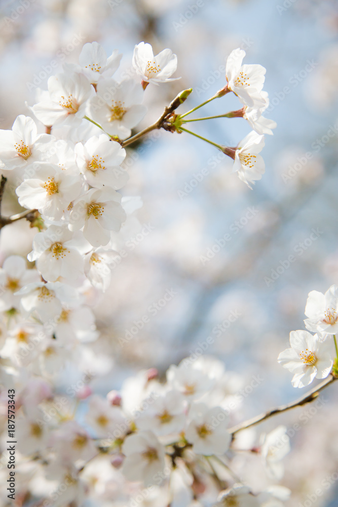 日本の桜・染井吉野/Prunus × yedoensis 日本の桜・染井吉野/Prunus × yedoensis