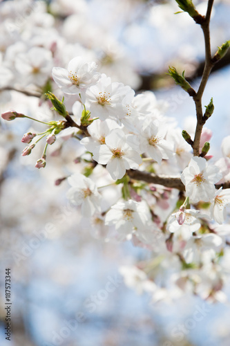 日本の桜・染井吉野/Prunus × yedoensis © takion