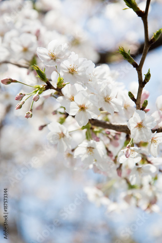 日本の桜・染井吉野/Prunus × yedoensis