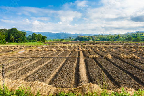 Landscape view of a freshly growing agriculture vegetable