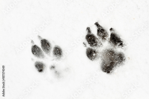 Huellas de perro pastor alemán en la nieve. foto de Stock | Adobe Stock