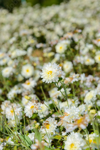 Chrysanthemum cultivation to produce water with chrysanthemum tea at Chiang Mai  Thailand.