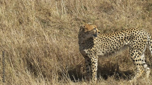 a female cheetah walking and facing to the left in masai mara game reserve, kenya