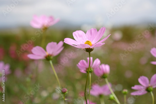 Cosmos flowers in the field ,soft light.