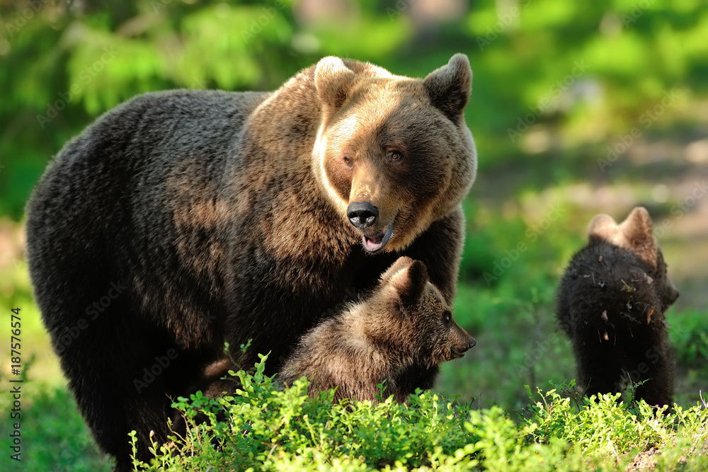 Fototapeta premium Mother bear with cubs. Momma bear with cubs. Bear family in forest.