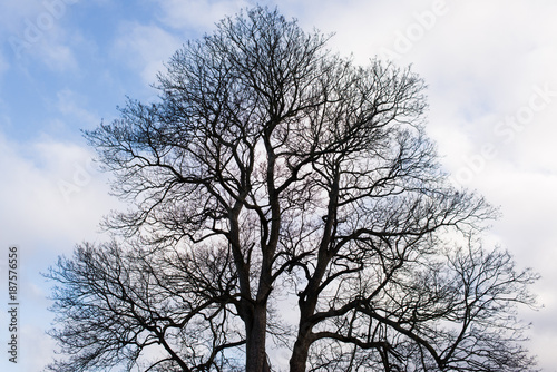 Silhouette of big tree full of branches in winter without leaves with sky in the background. Vintage effect © drimafilm
