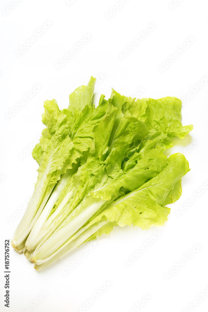 Pakchoi cabbage on the white background Pakchoi cabbage on the white background