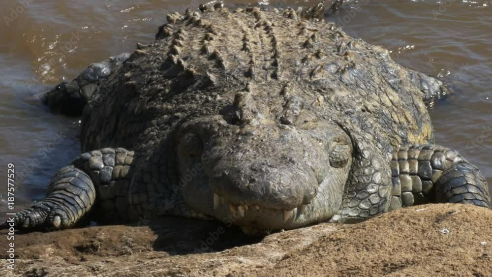 front on close up of a extremely large crocodile on the banks of the mara river, kenya front on close up of a extremely large crocodile on the banks of the mara river, kenya