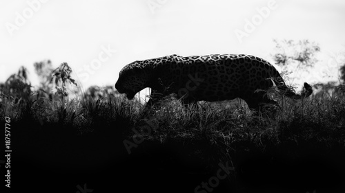 American jaguar in the nature habitat, panthera onca, wild brasil, brasilian wildlife, pantanal, green jungle, big cats. Dangereous beast infront of the wildlife photographer.