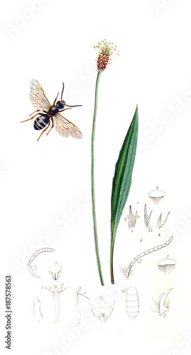Illustration of insects and plants © ruskpp