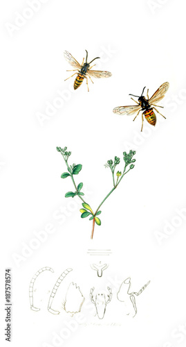 Illustration of insects and plants