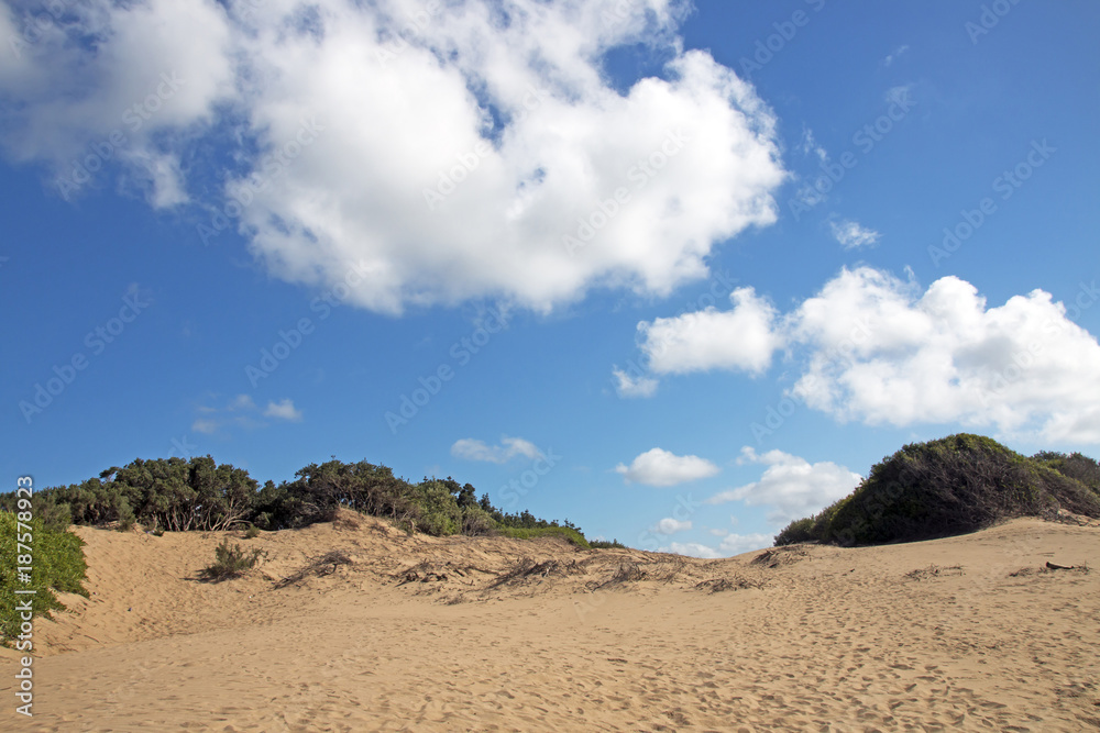 Mtunzini Beach Coastal Landscape in South Africa