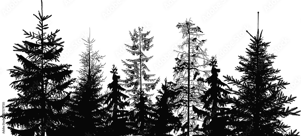 fir trees black group isolated on white