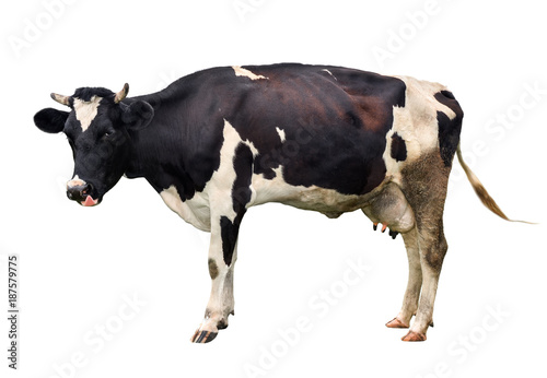 Young black and white cow with funny pink tongue out isolated on white background. Spotted funny cow full length isolated on white. Farm animals. Cow close up.
