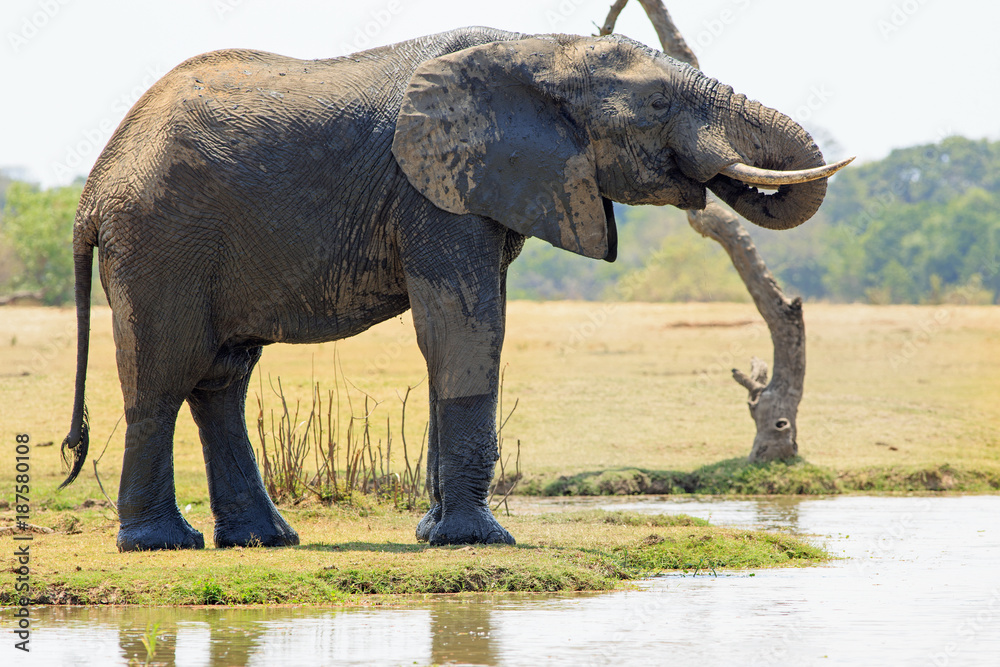Fototapeta premium Large African Elehant standing next to a lagoon with trunk curled enjoying a drink, with a natural open plains background in South Lunagwa National Park, Zambia, Southern Africa