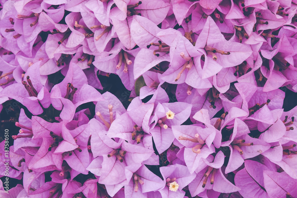 Flower background. Pink purple flower in the garden with filter effect retro vintage style
