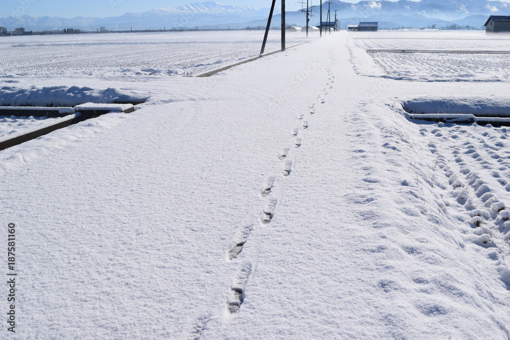 Obraz premium 新雪に長靴の足跡