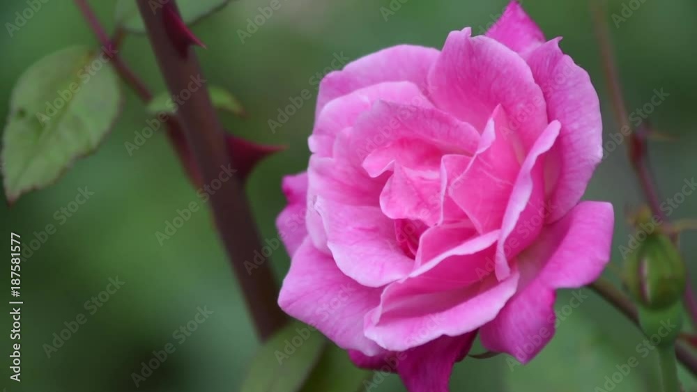バラの花 バラの花