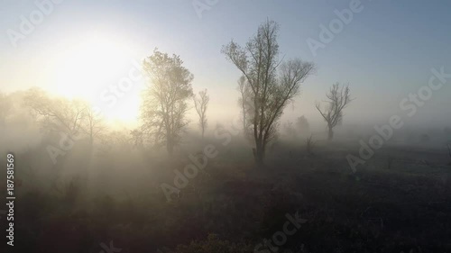 Wallpaper Mural Foggy morning in woodlands. Flying around autumn trees in morning sunlight. Aerial drone shot. Torontodigital.ca