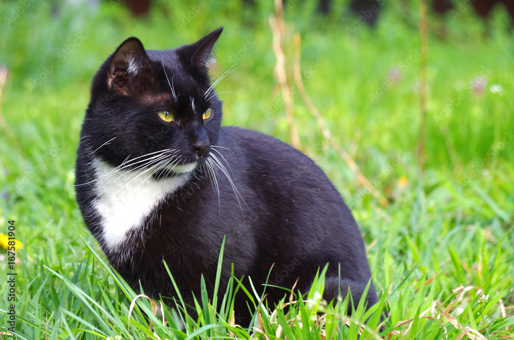 schwarz-weiße Europäisch Kurzhaar Katze im Gras Stock Photo | Adobe Stock