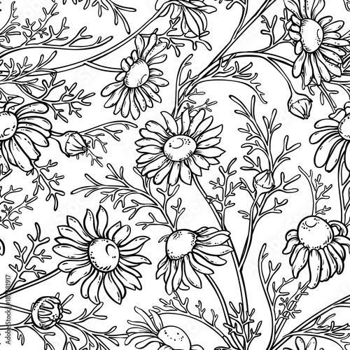 chamomile seamless pattern