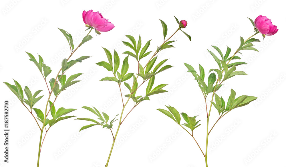 three dark pink peony flowers with green leaves on white