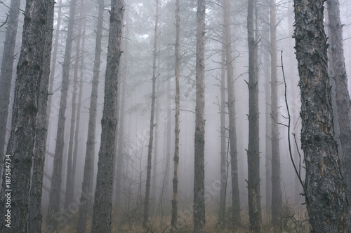 Deep Mountain Pine Tree Woods With Mist