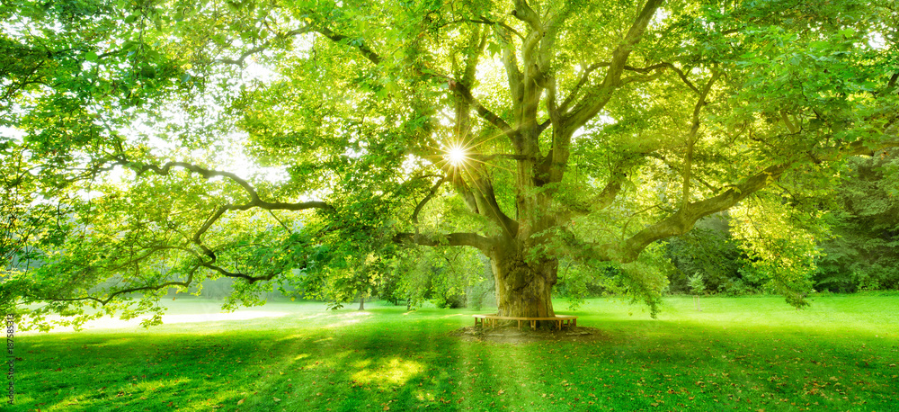 Obraz premium Słońce świeci przez zielone liście potężnego drzewa platanów
