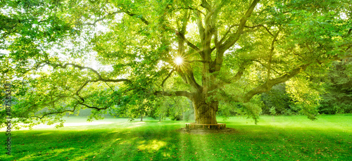 Fototapeta Naklejka Na Ścianę i Meble -  The Sun is shining through the green leaves of a mighty platanus tree
