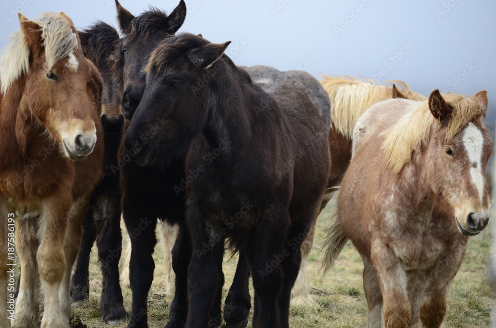 Fototapeta premium Horses in a field