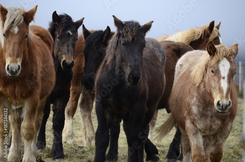 Horses in a field