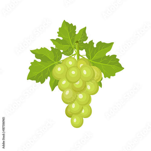 Fresh bunch of grapes isolated on white background. Vector illustration. Decoration for greeting cards, menu. Healthy food design.   