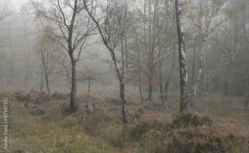 A misty morning at Knightwood Inclosure in the New Forest National Park.
