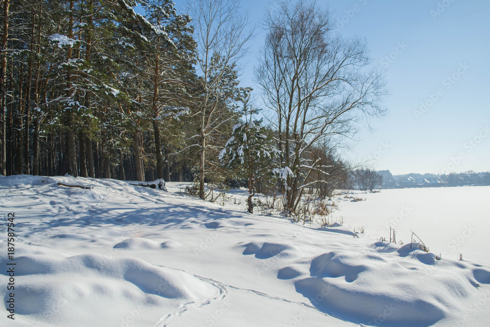 Pryazhevo village, Zhytomyr region, Ukraine. Winter landscape. Snow surface. Coniferous forest in winter. Sunny frosty day. Snow on the trees. A beautiful winter day. Winter background. Forest Road.