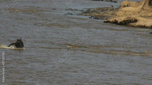 a crocodile unsuccessfully attacks several adult wildebeest in the mara river of maasai mara game reserve, kenya