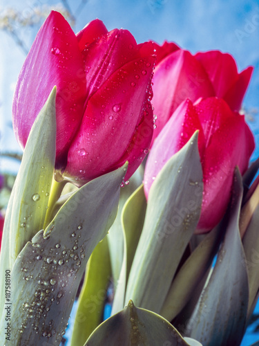 The tulip is  flowers in the genus Tulipa,