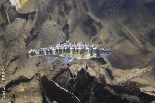 Underwater photography of Common minnow (phoxinus phoxinus) preparing for spawning in a small creek. Beautiful little fish in close up photo. Underwater photography in wild nature. River habitat. photo