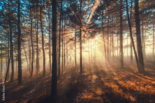 Sun beams pour through trees in foggy forest