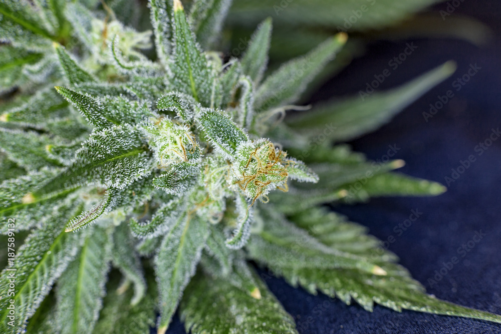 Macro view of medical marijuana bud with orange hairs and trichomes. Macro view of medical marijuana bud with orange hairs and trichomes.