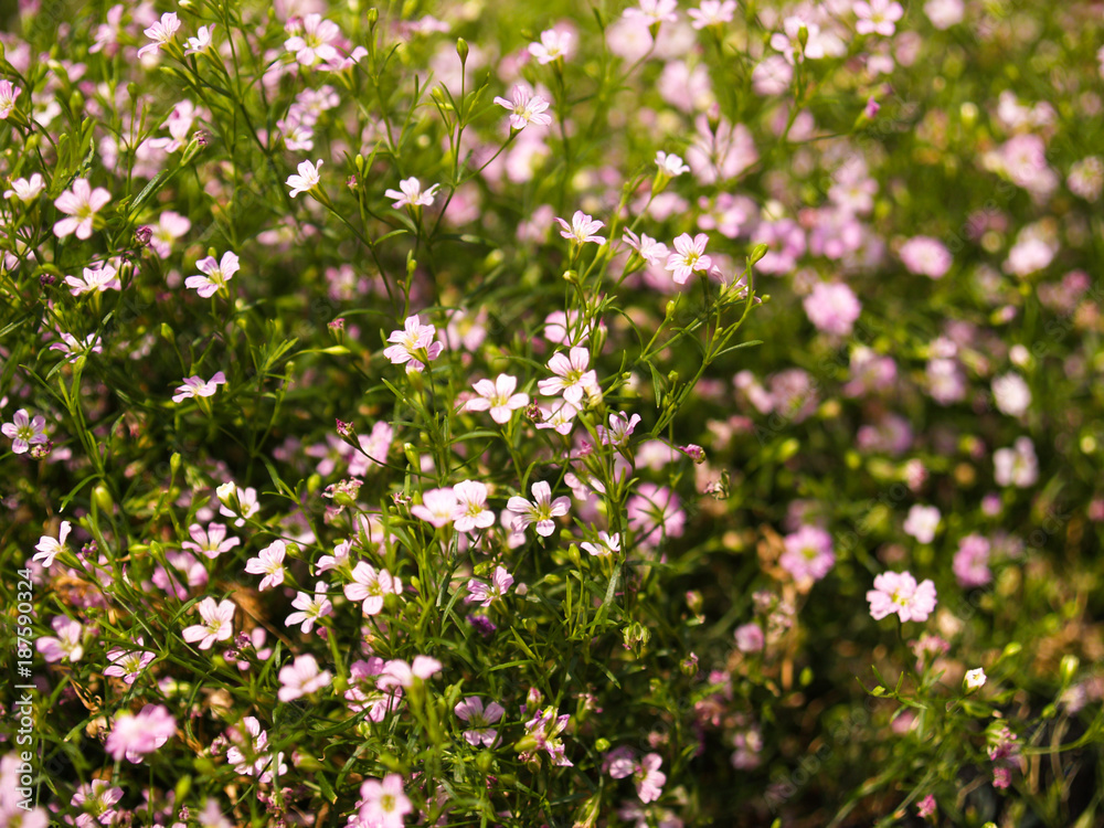 Gypsophila is a genus of flowering plants in the carnation family