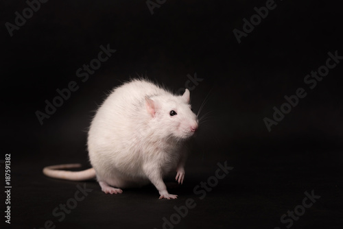 White rat isolated on dark background