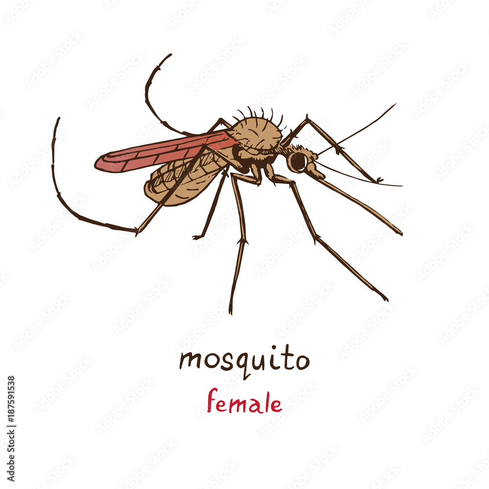 Mosquito female, with name, hand drawn doodle sketch, isolated vector color illustration