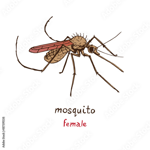 Mosquito female, with name, hand drawn doodle sketch, isolated vector color illustration