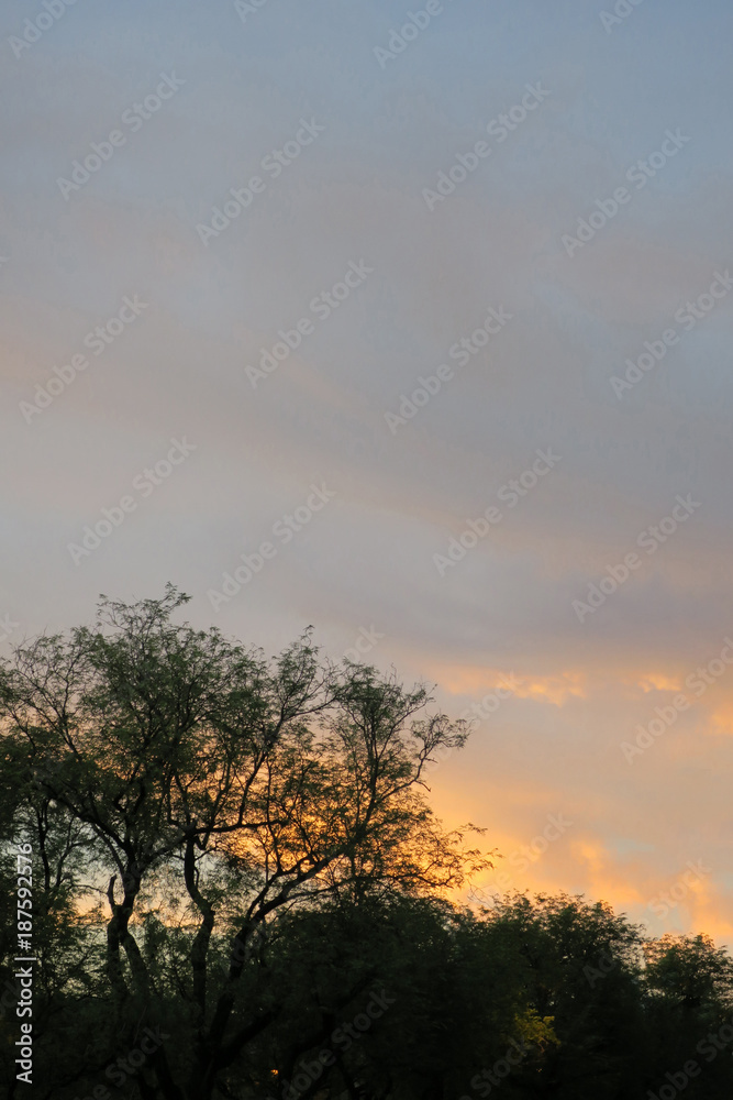 tree on evening sky background tree on evening sky background
