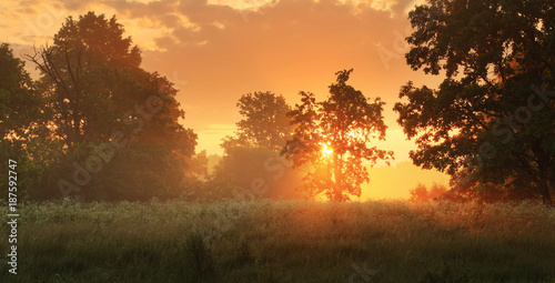 Sunny spring meadow