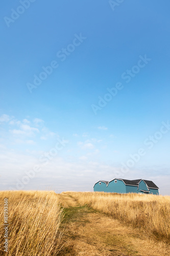 Blue barn in wheat field with blue sky. Late summer in Cap Aux Meules, Iles de la Madeleine, Quebec, Canada.