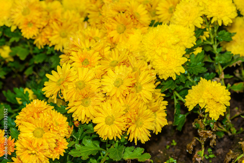 Yellow Dahlia flowers in garden full bloom
