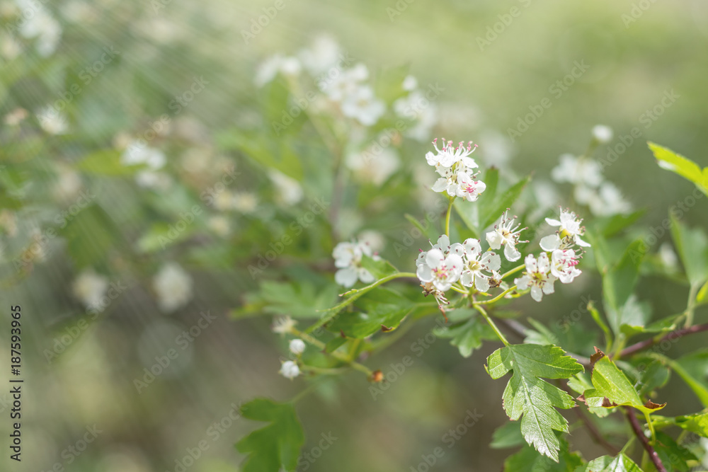 Beautiful spring scene with many little flowers. Hawthorn tree blossom. Toned photo. Shallow depth of the field. Beautiful spring scene with many little flowers. Hawthorn tree blossom. Toned photo. Shallow depth of the field.