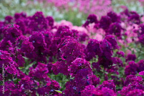 Purple phloxes grow in the garden