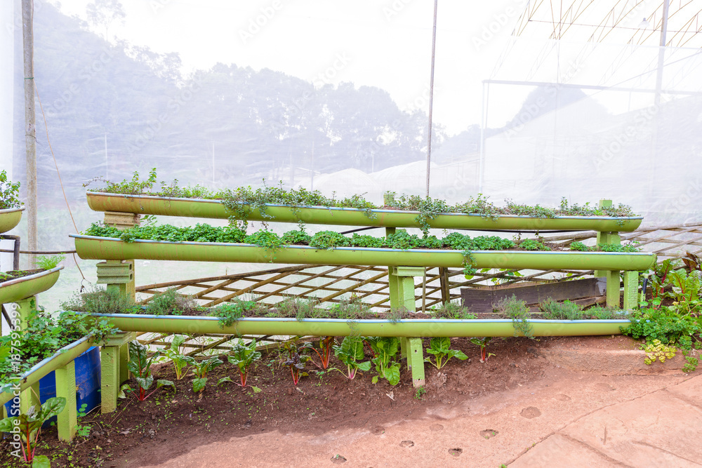 shelf Vegetable garden